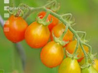 Kirschtomate