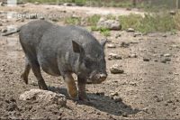 Hängebauchschwein