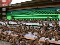Bienenstock
