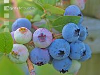 Kulturheidelbeeren 1