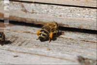 Biene vor Flugloch 2