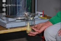 Cremehonig 2