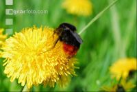 Hummel Löwenzahn
