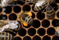 Bienen auf Waben 1