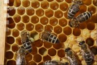 Bienen auf Waben 2