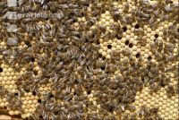 Bienen auf Waben 4