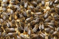 Bienen auf Waben 5