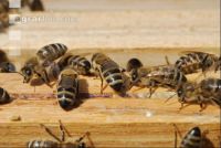 Bienen auf Waben 6