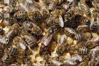 Bienenkönigin 6