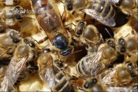 Bienenkönigin 4