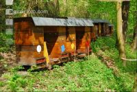 Bienenstöcke Wald 1