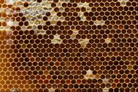 Pollen einlagern 3