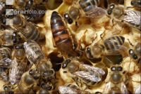 Bienenkönigin 3