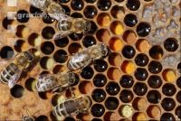 Pollen einlagern 1
