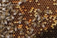Pollen einlagern 2