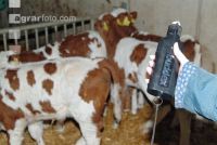 Dehorning cow 11