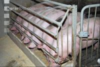 Schweine fressen 11