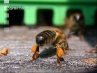 Biene vor Flugloch 1