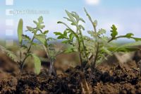 Phacelia 2 Blatt