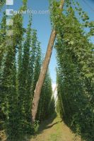 Hopfen 3