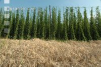 Hopfen 2
