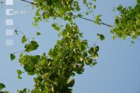 Hopfen 1