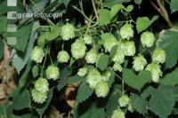 Hopfen Blüte 2