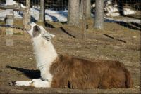 Lama