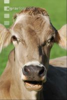 Braunvieh Weide 8