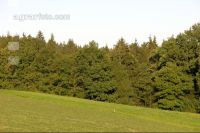 Waldrand 1