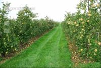 Apfel Plantage 