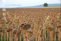 Sonnenblumen reif 8