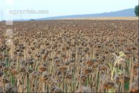 Sonnenblumen reif 6