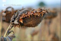 Sonnenblumen reif 5