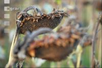 Sonnenblumen reif 4