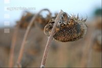 Sonnenblumen reif 2