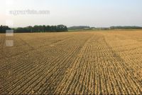 Soil after Cambridge 1