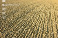 Soil after Cambridge 3