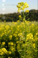 Senf mit Schoten 1