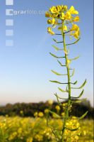 Senf mit Schoten 3
