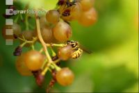 Wespe saugt Wein 2