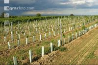 Vine young stand 9