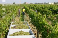 Weinlesen 14