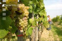 Weinlesen 12