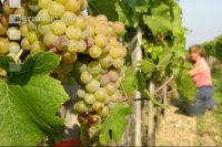 Weinlesen 6