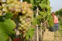 Weinlesen 43