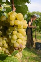 Weinlesen 11
