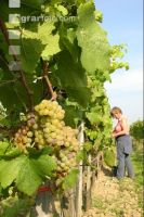Weinlesen 8