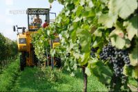 Weinlesemaschine 3