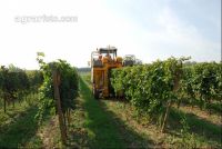 Weinlesemaschine 11